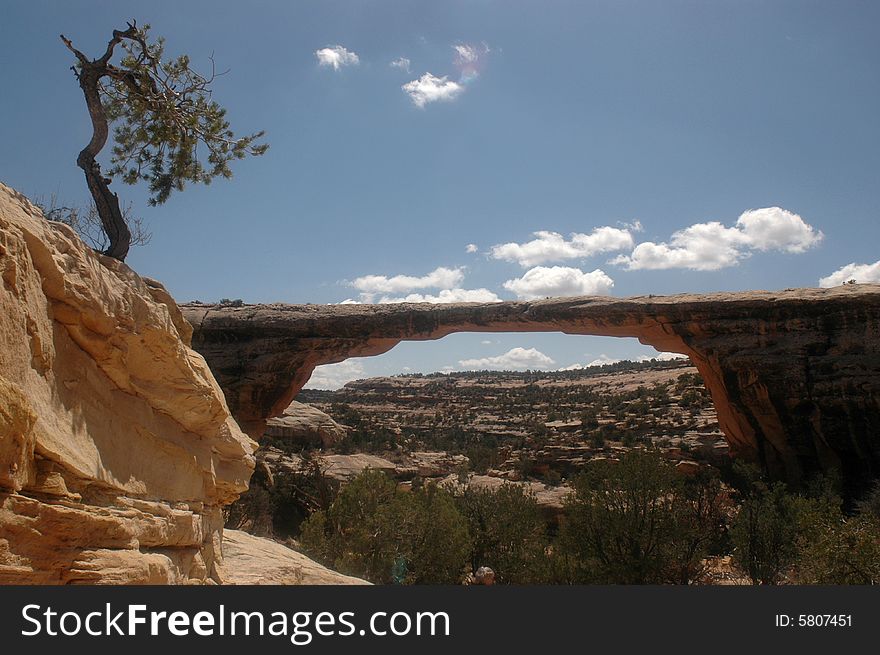 Lone tree hangs onto side of rock in Canyonlands National Park in southern Utah. Natural rock bridge in background. Lone tree hangs onto side of rock in Canyonlands National Park in southern Utah. Natural rock bridge in background.