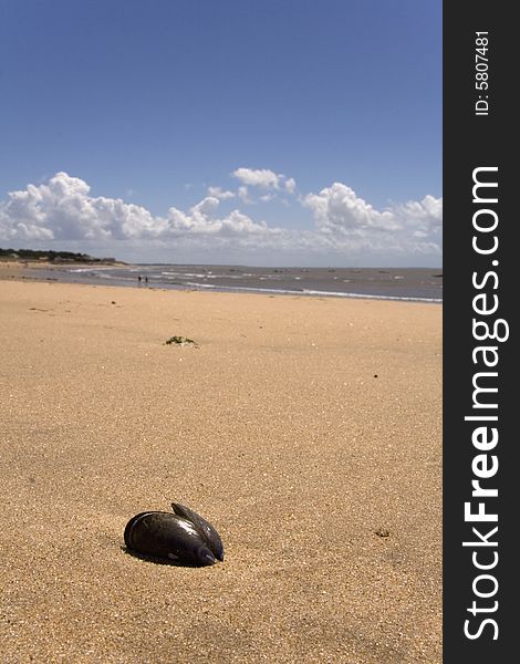 Close up of an open mussel shell on a sandy beach with the sea in the background. Close up of an open mussel shell on a sandy beach with the sea in the background