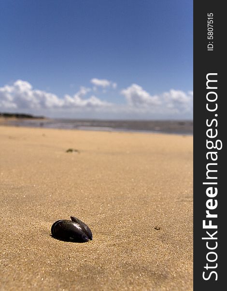 Close up of an open mussel shell on a sandy beach with the sea in the background. Close up of an open mussel shell on a sandy beach with the sea in the background