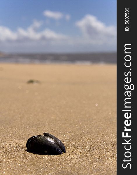 Close up of an open mussel shell on a sandy beach with the sea in the background. Close up of an open mussel shell on a sandy beach with the sea in the background