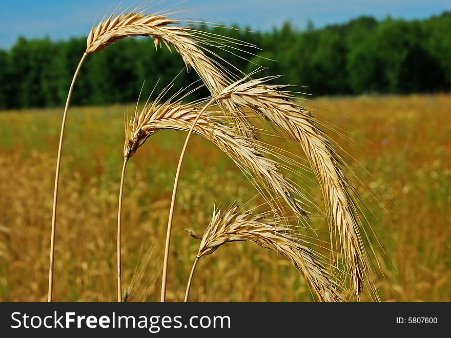 The ears of wheat are inclined downward. It goes to show that the corns of her are valuable. The ears of wheat are inclined downward. It goes to show that the corns of her are valuable.