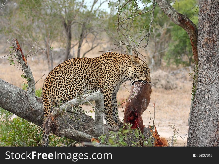 Leopard in a tree with kill in Sabi Sands Reserve