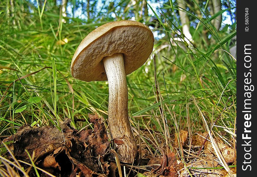 A summer is time of mushroom hunt. There is a lot of brown cap boletuses in the young mixed forests. A summer is time of mushroom hunt. There is a lot of brown cap boletuses in the young mixed forests.