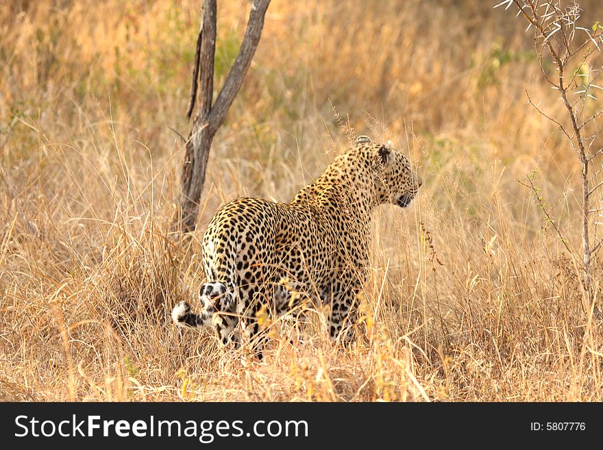 Leopard in the Sabi Sands