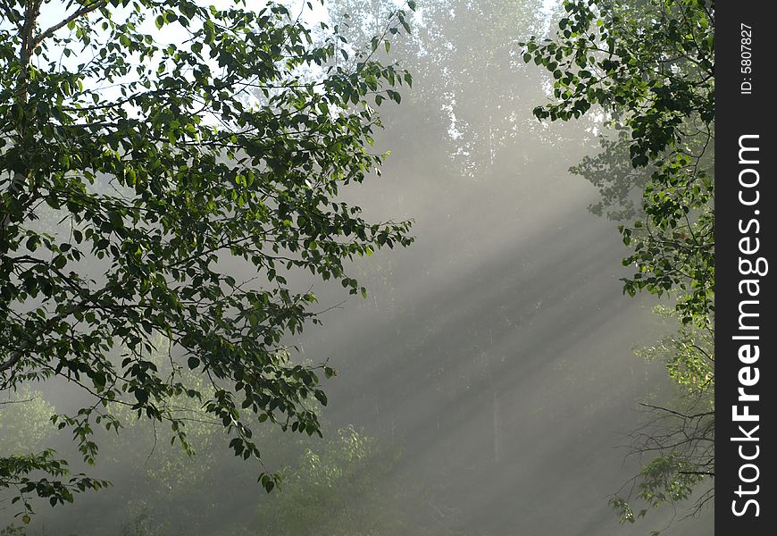 The sun shines through a misty forest. The sun shines through a misty forest.