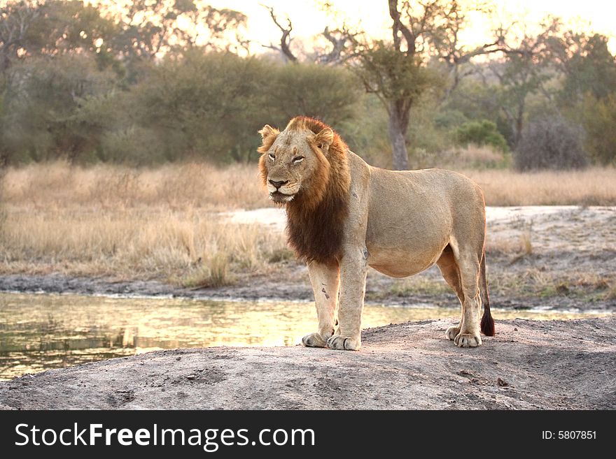 Lion In Sabi Sands
