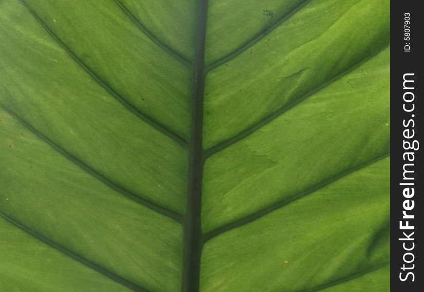 A close shot of a leaf.