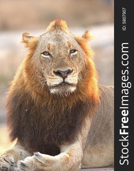 Lion in Sabi Sands Reserve, South Africa