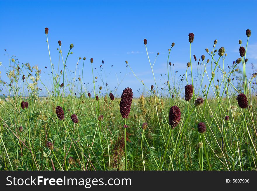 Grass corollas and blades on a meadow. Grass corollas and blades on a meadow