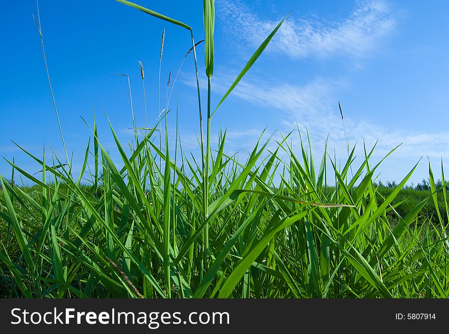 Blade of green grass under the blue sky. Blade of green grass under the blue sky