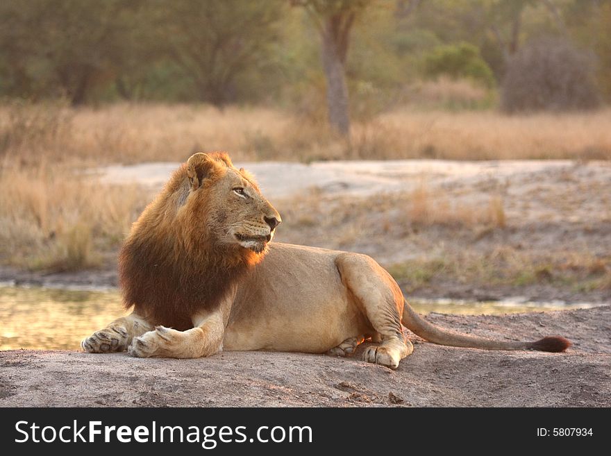 Lion in Sabi Sands Reserve, South Africa