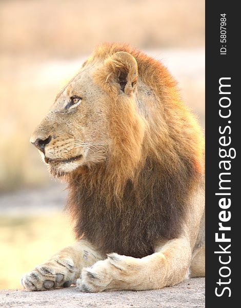 Lion in Sabi Sands Reserve, South Africa