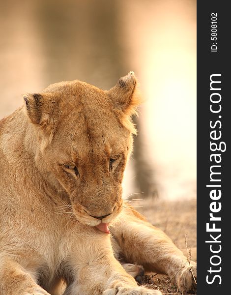 Lioness in Sabi Sands Reserve, South Africa