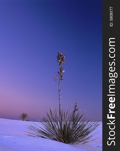 Yucca in Sunset, White Sand National Monument, New Mexico. Yucca in Sunset, White Sand National Monument, New Mexico