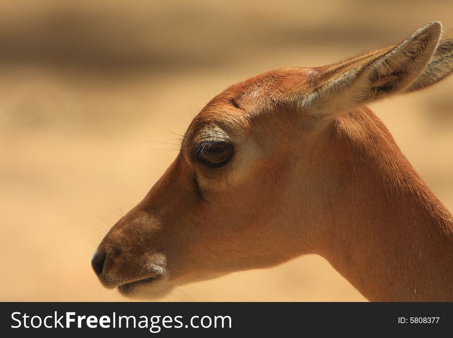 Baby deer stroling around and looked so innocent