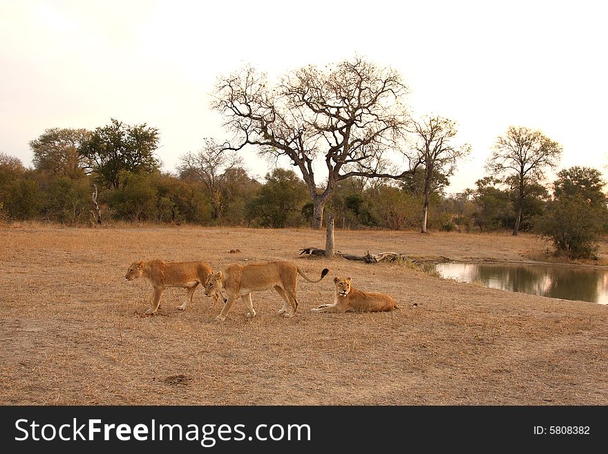 Lioness In Sabi Sands