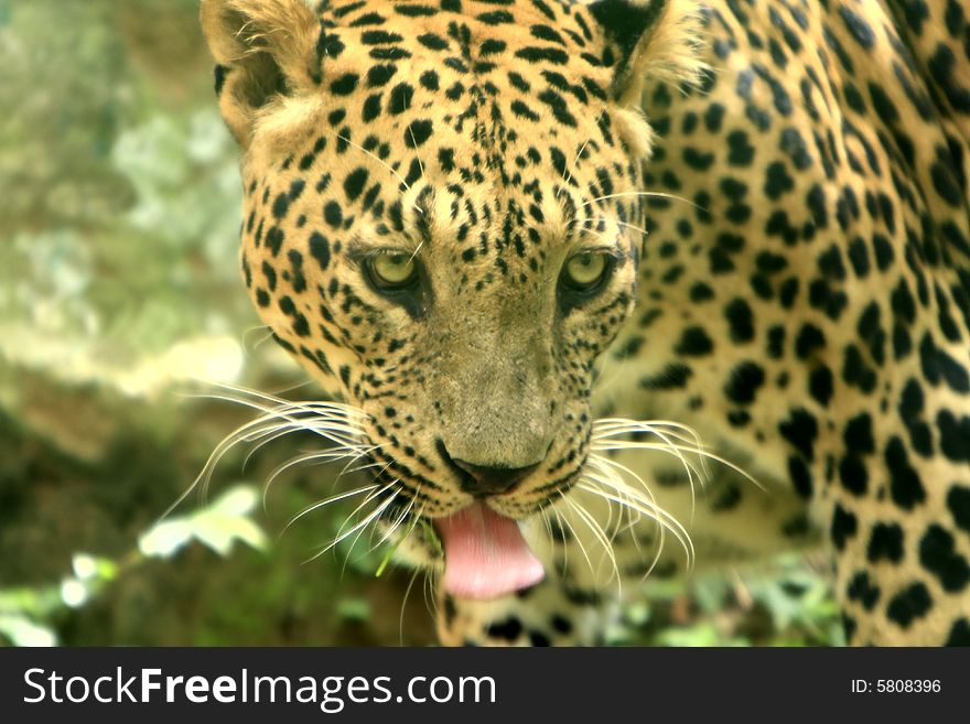 Leopard is looking, the charismatic face and ferocious eye