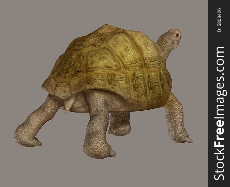 Turtle