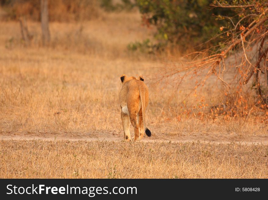 Lioness In Sabi Sands