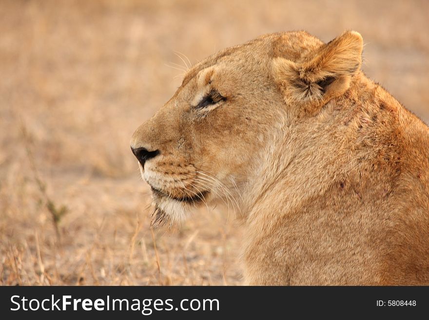 Lioness in Sabi Sands Reserve, South Africa