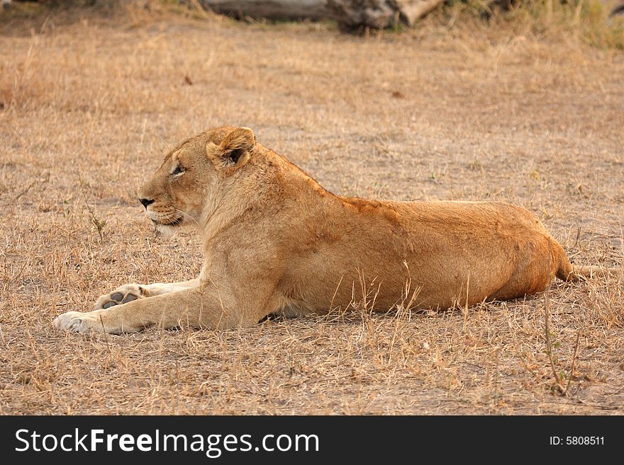 Lioness in Sabi Sands