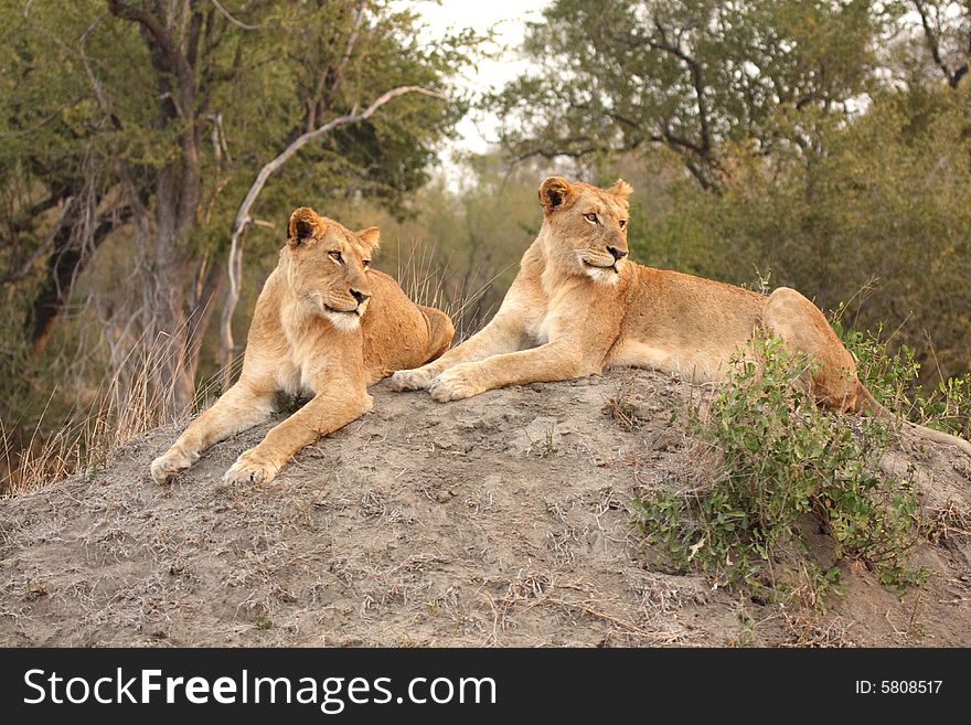 Lioness in Sabi Sands Reserve, South Africa