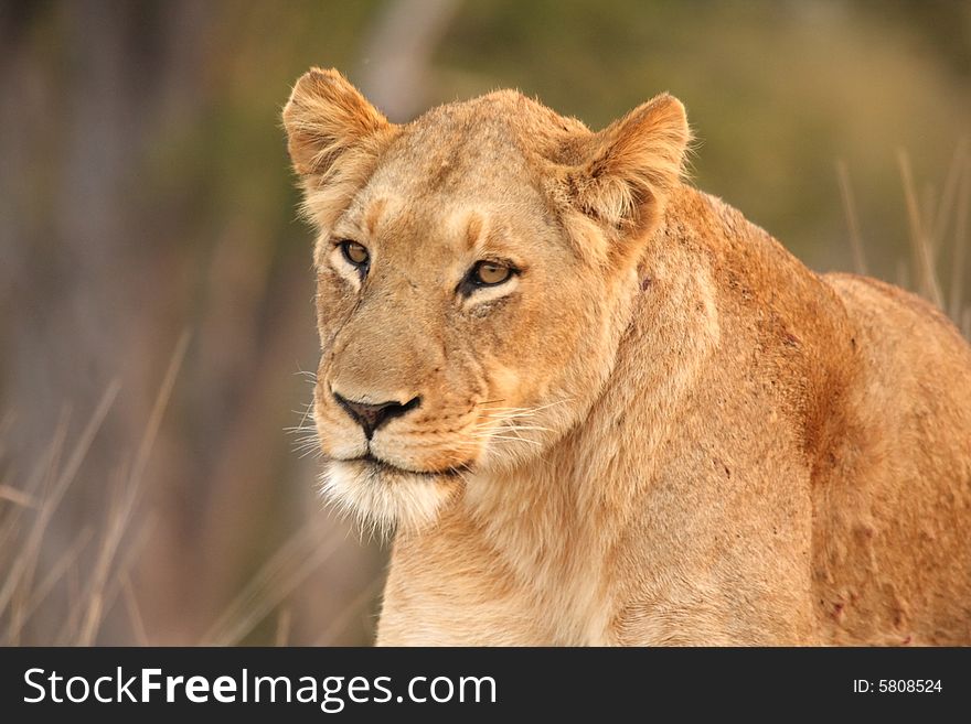 Lioness in Sabi Sands