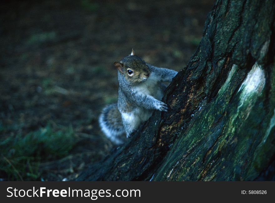 Squirrel look at me at national botanic garden dublin ireland