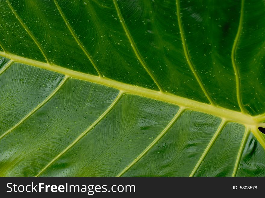 Drops of water on single tropical leaf. Drops of water on single tropical leaf.