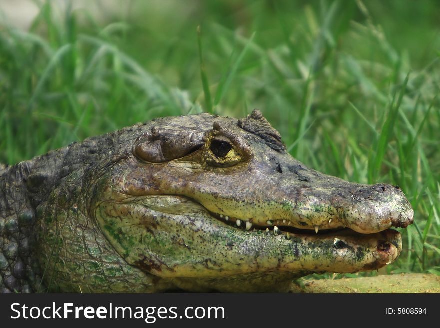 This crocodile was just is enjoying the early morning sun. The Slow and Silent movement is dangerously amazing