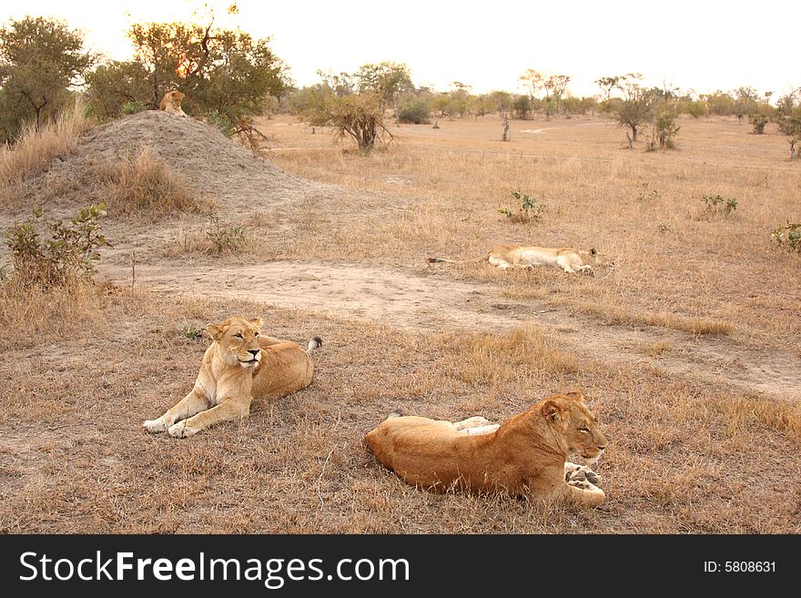 Lioness In Sabi Sands