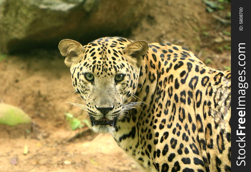 Leopard is looking, the charismatic face and ferocious eye