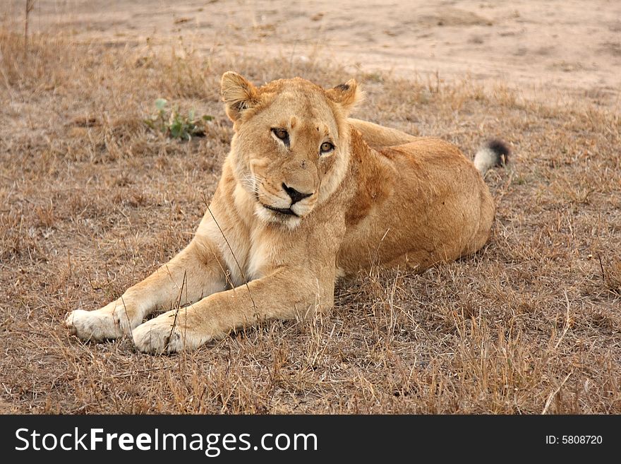 Lioness in Sabi Sands Reserve, South Africa