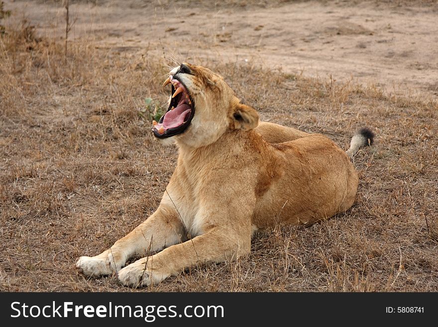 Lioness in Sabi Sands