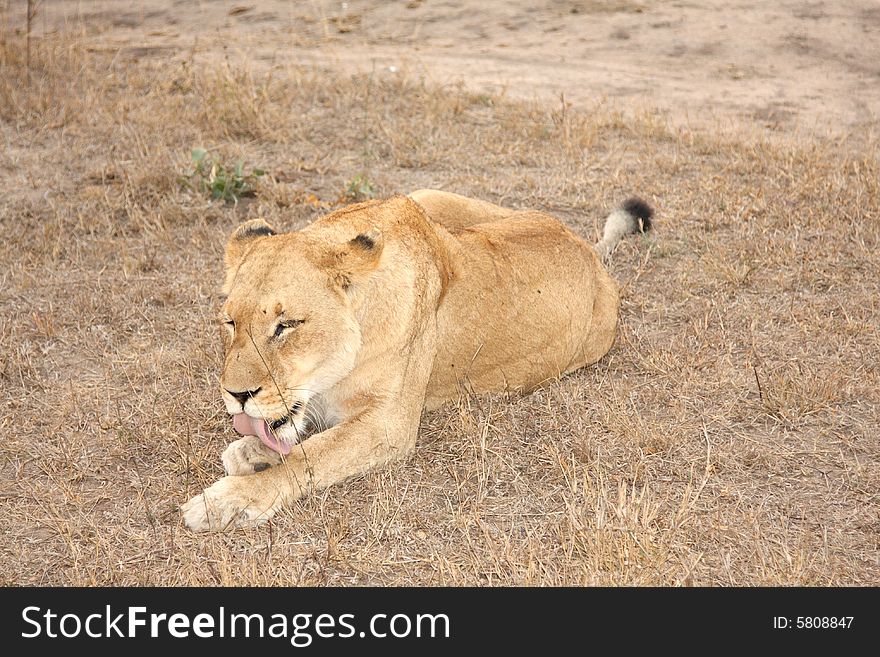 Lioness In Sabi Sands
