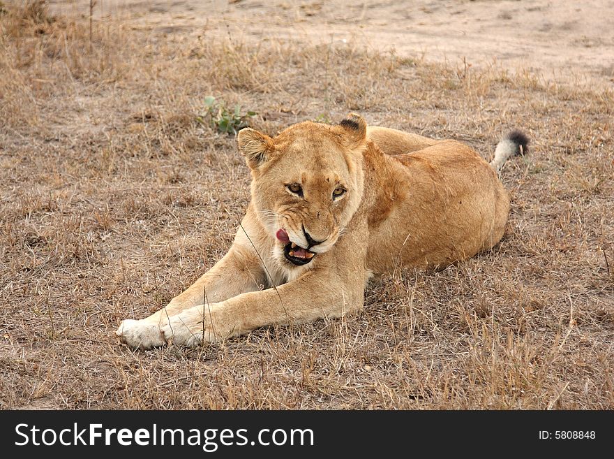 Lioness in Sabi Sands Reserve, South Africa