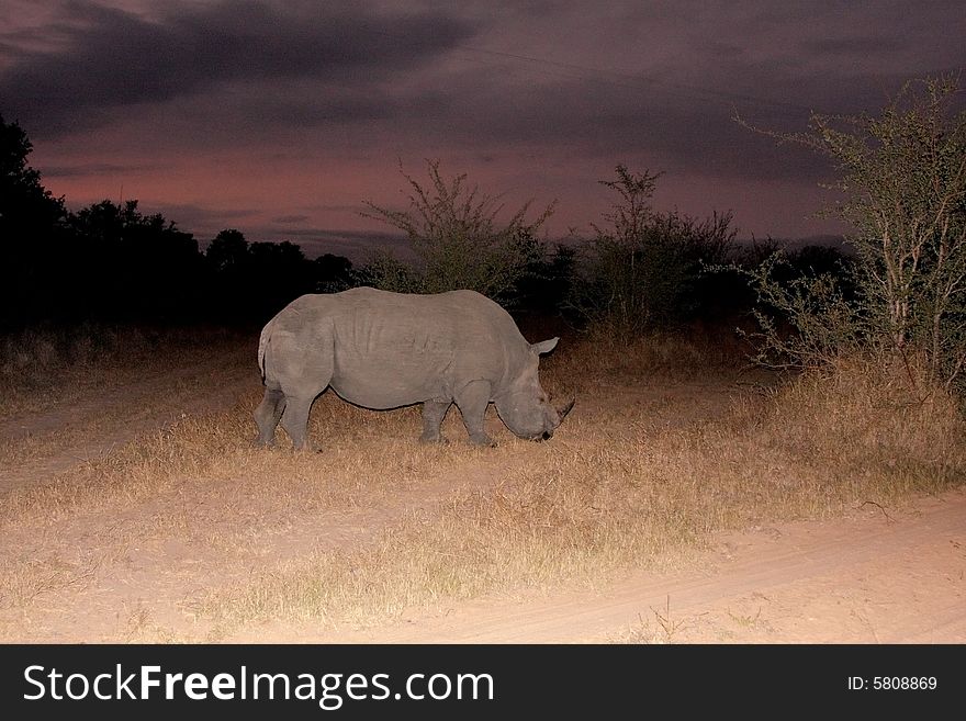 Photo of a Black Rhino at night in Sabi Sands