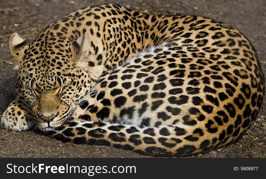 A leopard napping in the warm spring sun