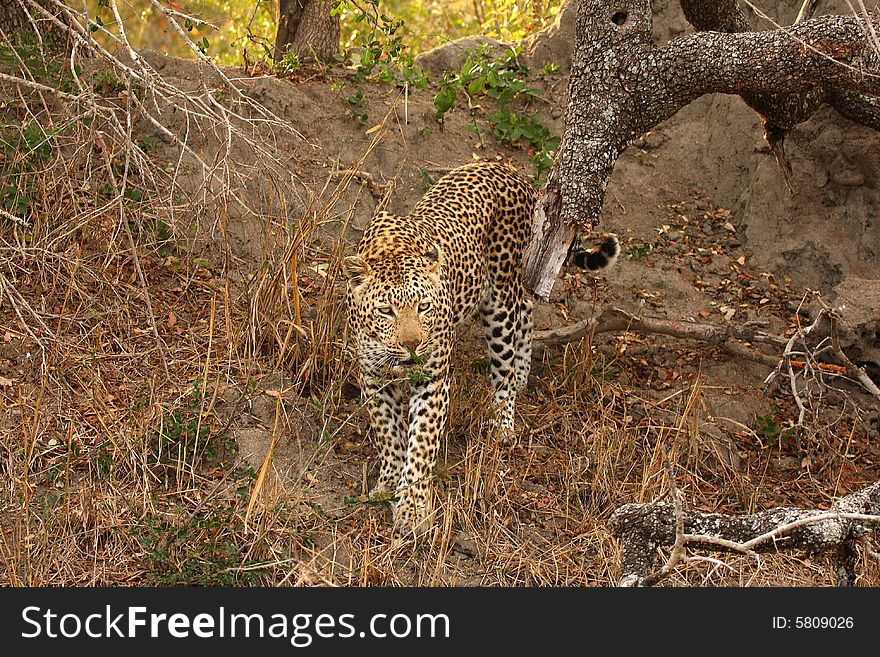 Leopard in Sabi Sands