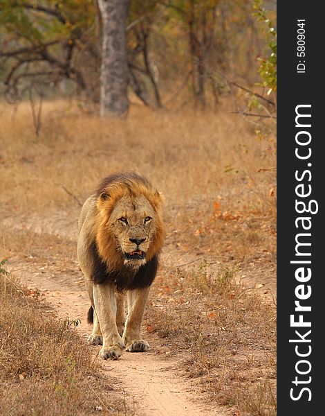 Lion In Sabi Sands