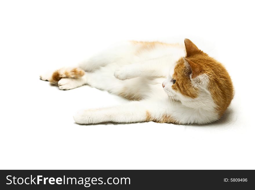 Red cat laying on a white background