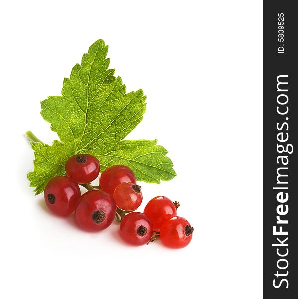 Brush of a red currant isolated on a white background