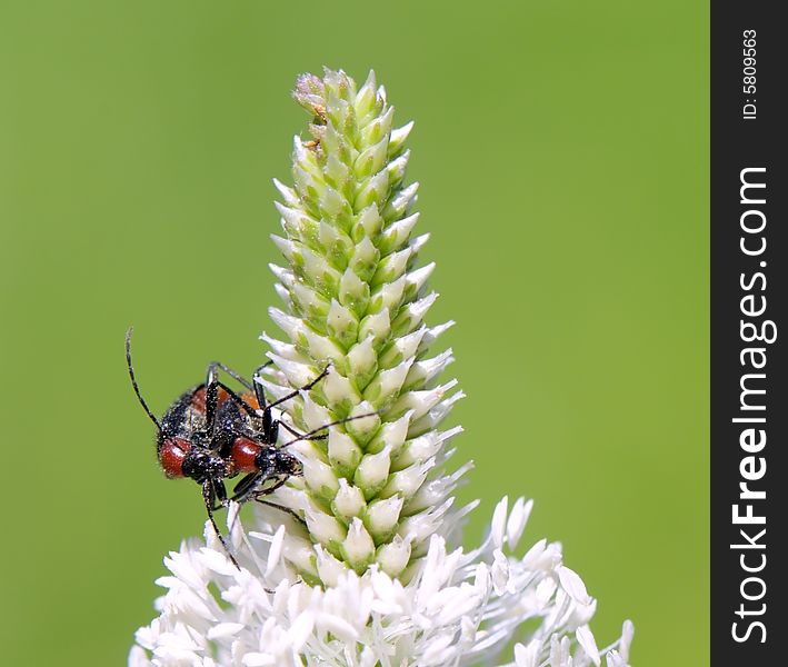 Two beetles making love on a flower. Two beetles making love on a flower