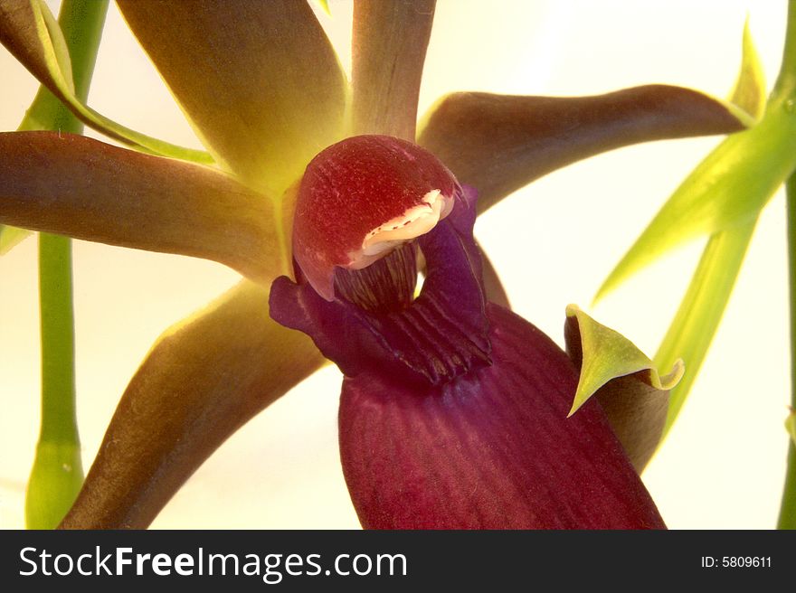 Cattleya, Orchid