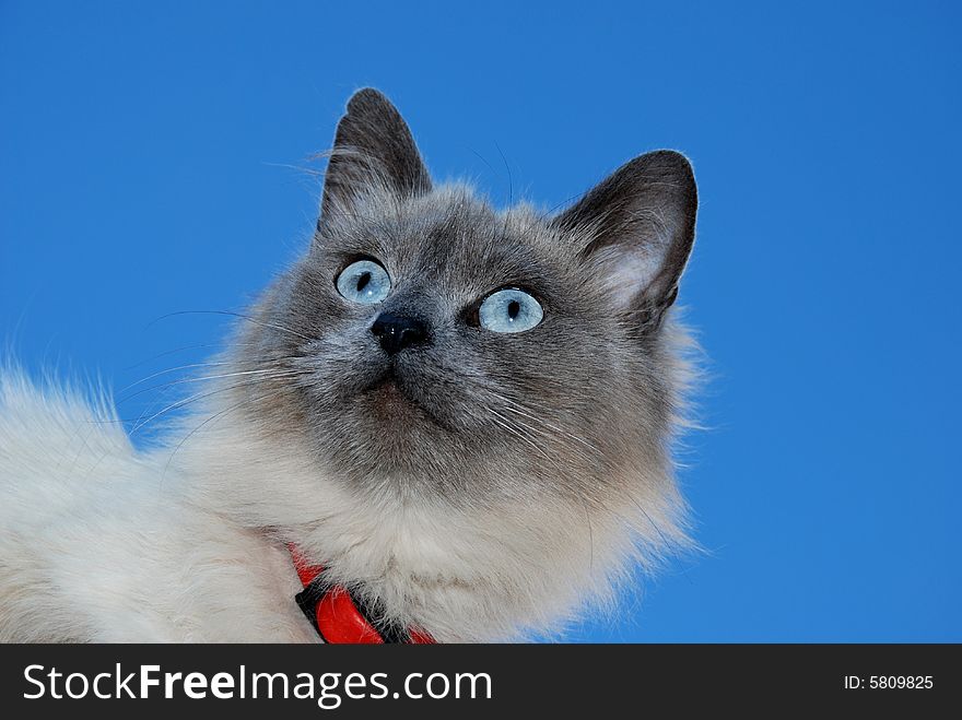 Grey Cat With Red Collar