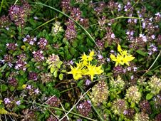 Mountain Flora In The Austrian Alps Stock Photos Mountain Flora In The Austrian Alps Stock Photos