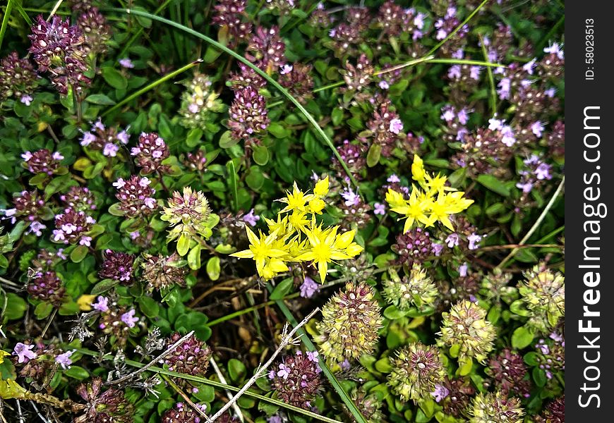 Mountain Flora  In The Austrian Alps