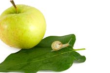 Snail And Apple Stock Photo