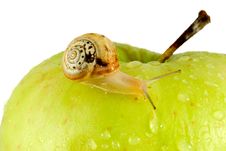 Snail And Apple Royalty Free Stock Photography