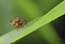 A Pair Of Mating Flies Royalty Free Stock Photo